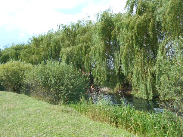 DSCN0174