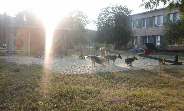 Територія дитячого садочка у Квасилові була переповнена бродячими собаками