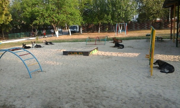 Територія дитячого садочка у Квасилові була переповнена бродячими собаками3