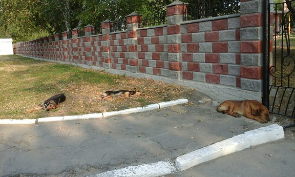 Територія дитячого садочка у Квасилові була переповнена бродячими собаками4